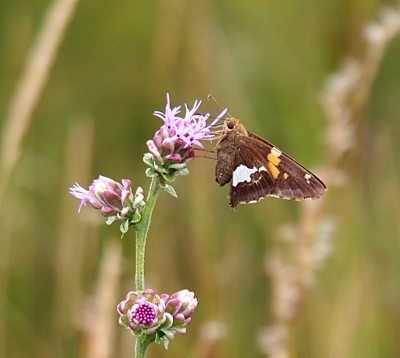 [Closeup of a brown butterfly with a white stripe and an orange stripe on a tiny, purple flower.]